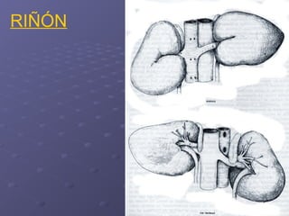 Abdomen equino pdf para resumen de anatomia veterinaria | PPT