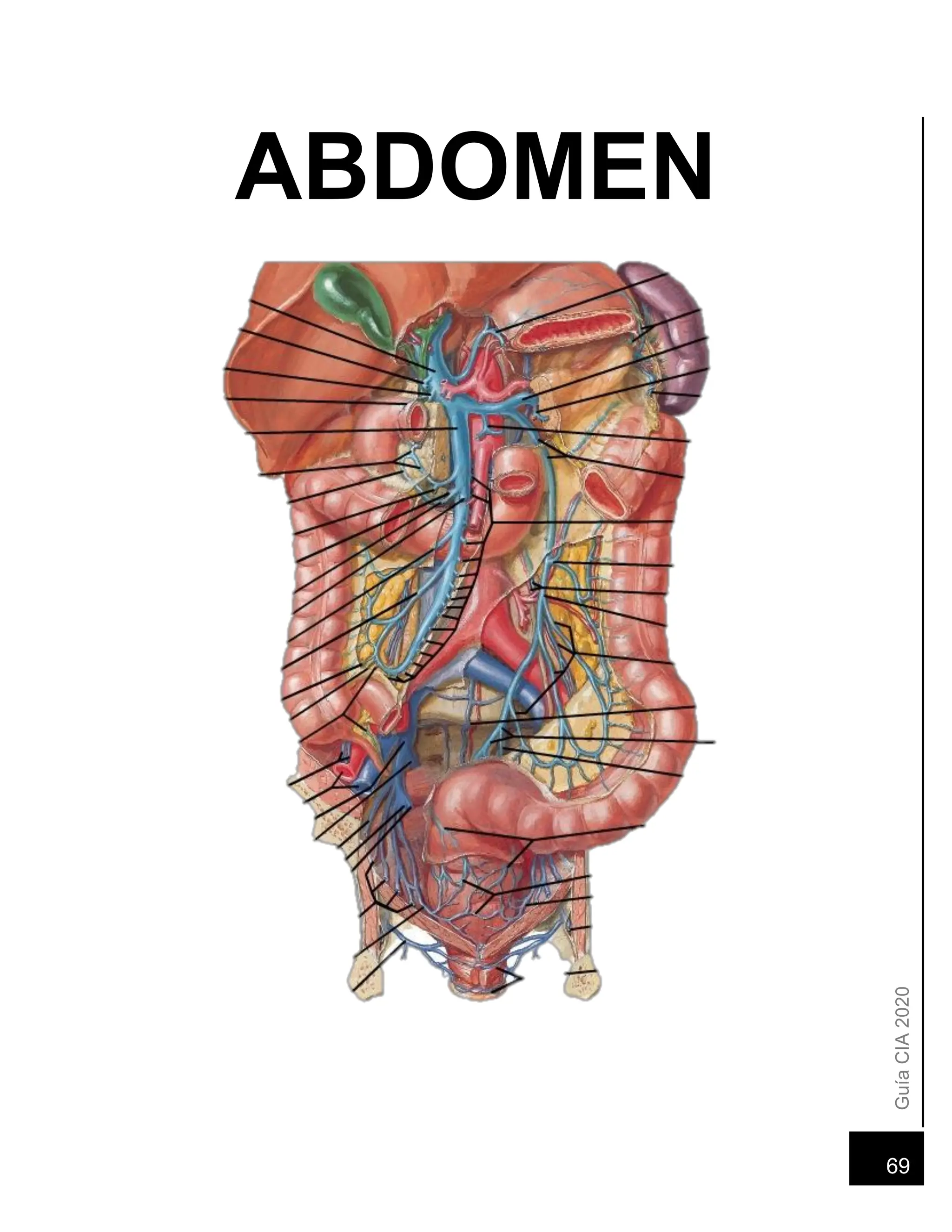 Diagrama De Anatomía Humana Del Abdomen Trabajo Práctico: Musculos