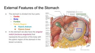Laboratorio - Anatomia_de_Abdomen_parte II.pdf