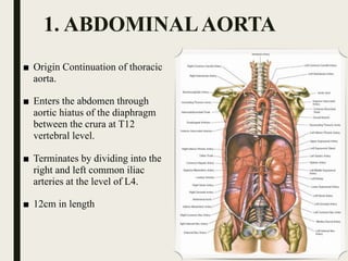 Abdomen II - Abdominal Aorta and Inferior Vena Cava.pdf