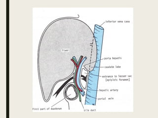 Abdomen II - Abdominal Aorta and Inferior Vena Cava.pdf