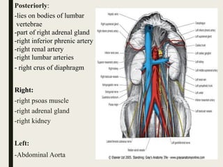Abdomen II - Abdominal Aorta and Inferior Vena Cava.pdf