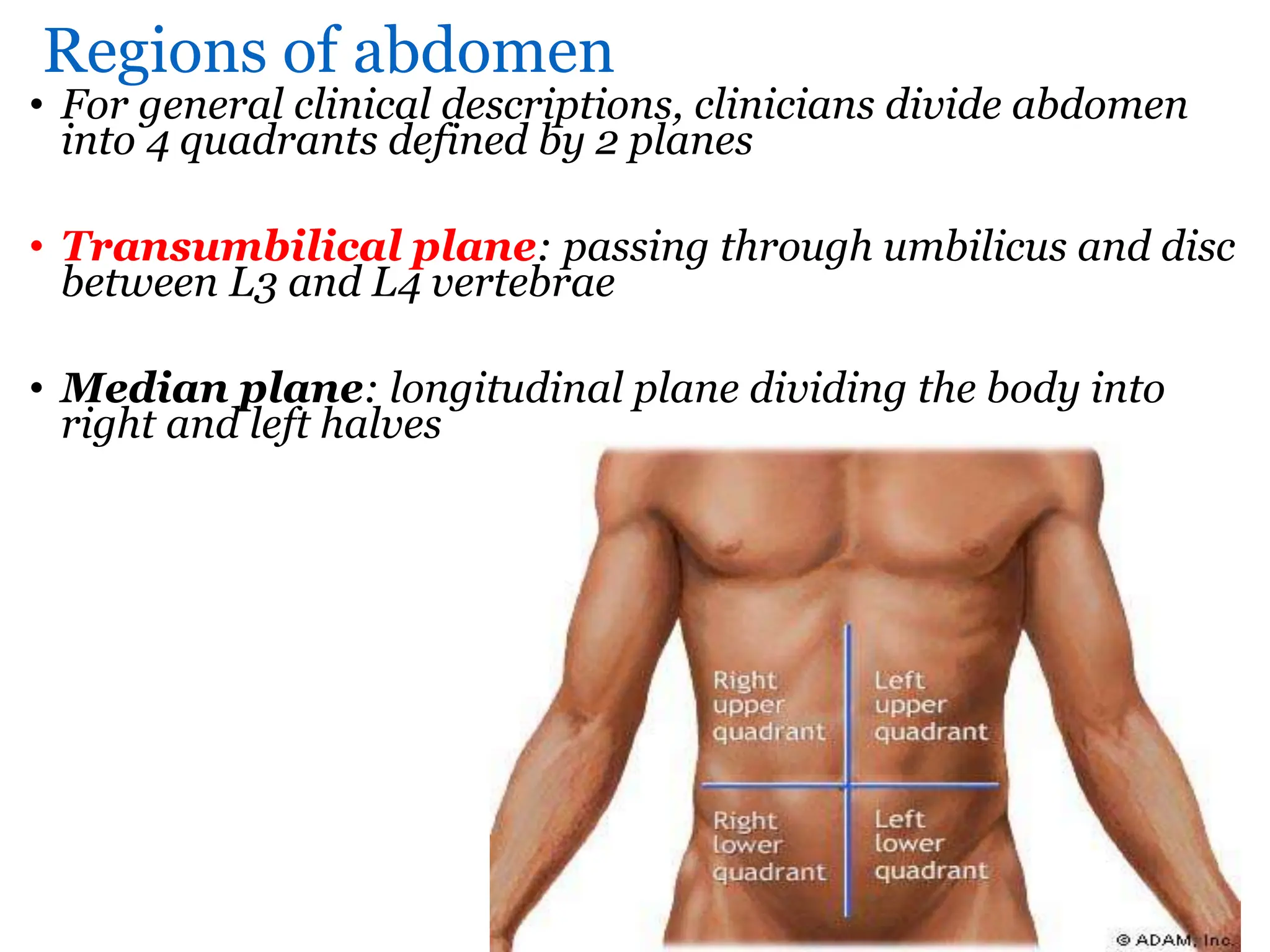 Anatomy of abdomen to medicine and health student | PPTX