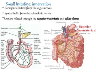 Anatomy of abdomen to medicine and health student | PPTX