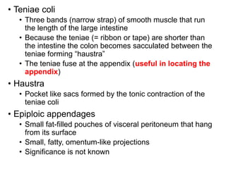 Tenae Anatomy of abdomen to medicine and health student | PPTX