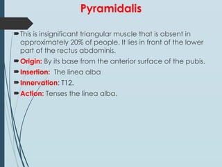 Pyramidils Muscle abdomen part one-abdominal wall copy (1).ppt