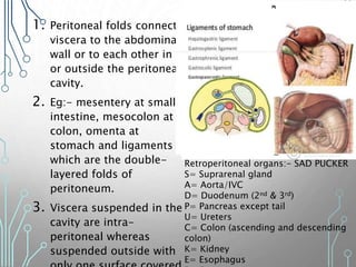 1. Peritoneal folds connect
viscera to the abdominal
wall or to each other in
or outside the peritoneal
cavity.
2. Eg:- mesentery at small
intestine, mesocolon at
colon, omenta at
stomach and ligaments
which are the double-
layered folds of
peritoneum.
3. Viscera suspended in the
cavity are intra-
peritoneal whereas
suspended outside with
Retroperitoneal organs:- SAD PUCKER
S= Suprarenal gland
A= Aorta/IVC
D= Duodenum (2nd & 3rd)
P= Pancreas except tail
U= Ureters
C= Colon (ascending and descending
colon)
K= Kidney
E= Esophagus
 