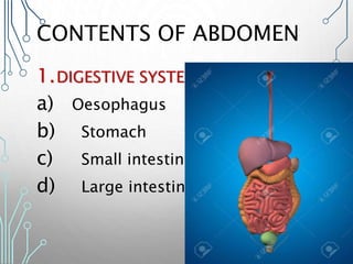 CONTENTS OF ABDOMEN
1.DIGESTIVE SYSTEM
a) Oesophagus
b) Stomach
c) Small intestine
d) Large intestine
 