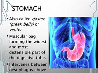 STOMACH
•Also called gaster,
(greek belly) or
venter
•Muscular bag
farming the widest
and most
distensible part of
the digestive tube.
•Intervenes between
oesophagus above
 