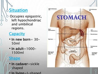 Situation
Occupies epigastric,
left hypochondriac
and umbilical
regions.
Capacity
• In new born= 30-
50ml
• In adult=1000-
1500ml
Shape
• In cadaver=sickle
shaped
 