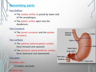 Presenting parts
Two Orifices
The cardiac orifice is joined by lower end
of the oesophagus.
The pyloric orifice open into the
duodenum.
Two Curvature
The Lesser curvature and the greater
curvature.
Two surfaces
The anterior/anterosuperior surface
faces forward and upwards.
The posterior/posteroinferior surface
faces backward and downwards.
Two parts
1.Cardiac part;
Fundus and body
2.Pyloric part
 