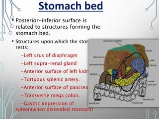 • Posterior-inferior surface is
related to structures forming the
stomach bed.
• Structures upon which the stomach
rests;
-Left crus of diaphragm
-Left supra-renal gland
-Anterior surface of left kidney
-Tortuous splenic artery.
-Anterior surface of pancreas.
-Transverse mega colon.
-Gastric impression of
spleen(when distended stomach)
Stomach bed
 