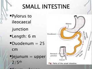 SMALL INTESTINE
Pylorus to
ileocaecal
junction
Length: 6 m
Duodenum = 25
cm
Jejunum = upper
2/5th
 