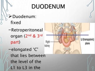 Duodenum:
fixed
-Retroperitoneal
organ (2nd & 3rd
part)
-elongated ‘C'
that lies between
the level of the
L1 to L3 in the 20
DUODENUM
 