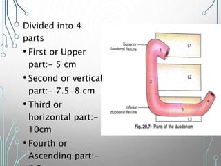 Divided into 4
parts
• First or Upper
part:- 5 cm
• Second or vertical
part:- 7.5-8 cm
• Third or
horizontal part:-
10cm
• Fourth or
Ascending part:-
 