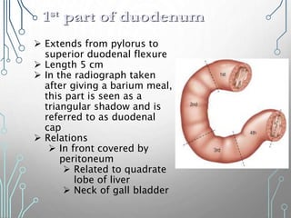  Extends from pylorus to
superior duodenal flexure
 Length 5 cm
 In the radiograph taken
after giving a barium meal,
this part is seen as a
triangular shadow and is
referred to as duodenal
cap
 Relations
 In front covered by
peritoneum
 Related to quadrate
lobe of liver
 Neck of gall bladder
 