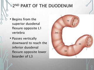 2ND PART OF THE DUODENUM
• Begins from the
superior duodenal
flexure opposite L1
vertebra
• Passes vertically
downward to reach the
inferior duodenal
flexure opposite lower
boarder of L3
 