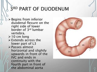 3RD PART OF DUODENUM
Begins from inferior
duodenal flexure on the
right side of lower
border of 3rd lumbar
vertebra.
10 cm long
Extends across the
lower part of L3
Passes almost
horizontal and slightly
upwards in front of the
IVC and ends in
continuity with the
fourth part in front of
the abdominal aorta
 