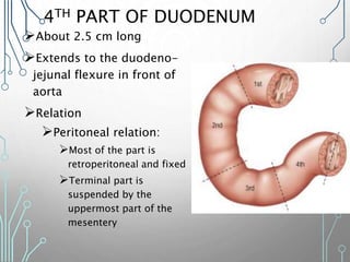 4TH PART OF DUODENUM
About 2.5 cm long
Extends to the duodeno-
jejunal flexure in front of
aorta
Relation
Peritoneal relation:
Most of the part is
retroperitoneal and fixed
Terminal part is
suspended by the
uppermost part of the
mesentery
 