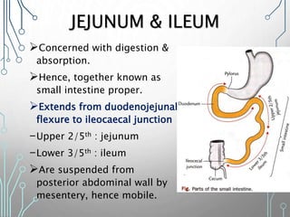 JEJUNUM & ILEUM
Concerned with digestion &
absorption.
Hence, together known as
small intestine proper.
Extends from duodenojejunal
flexure to ileocaecal junction
-Upper 2/5th : jejunum
-Lower 3/5th : ileum
Are suspended from
posterior abdominal wall by
mesentery, hence mobile.
 