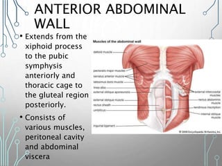ANTERIOR ABDOMINAL
WALL
• Extends from the
xiphoid process
to the pubic
symphysis
anteriorly and
thoracic cage to
the gluteal region
posteriorly.
• Consists of
various muscles,
peritoneal cavity
and abdominal
viscera
 