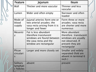 Feature Jejunum Ileum
Wall Thicker and more vascular Thinner and less
vascular
Lumen Wider and often empty Narrower and often
loaded
Mode of
blood
supply
Jujunal arteries form one or
two arterial arcades; the
vasa recta arising from it is
longer and fewer
Form three or more
arcades; vasa recta
are shorter and more
numerous
Mesentr
y
Fat is less abundant
therefore translucent
windows are found between
the vasa recta and the
window are rectangular
More abundant
therefore translucent
windows are usually
not observed. If
present they are
rectangular
Plicae
circulari
s
Larger and more closely set Smaller and widely
separated (fold are
absent in terminal 6
inch )
Solitary
lymphati
c follcles
absent present
 