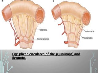 Fig: plicae circulares of the jejunum(A) and
ileum(B).
 