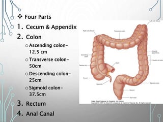  Four Parts
1. Cecum & Appendix
2. Colon
oAscending colon-
12.5 cm
oTransverse colon-
50cm
oDescending colon-
25cm
oSigmoid colon-
37.5cm
3. Rectum
4. Anal Canal 33
 