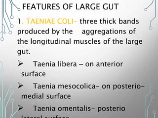 FEATURES OF LARGE GUT
1. TAENIAE COLI- three thick bands
produced by the aggregations of
the longitudinal muscles of the large
gut.
 Taenia libera – on anterior
surface
 Taenia mesocolica- on posterio-
medial surface
 Taenia omentalis- posterio
 