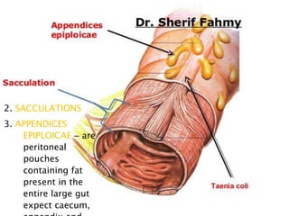 2. SACCULATIONS
3. APPENDICES
EPIPLOICAE – are
peritoneal
pouches
containing fat
present in the
entire large gut
expect caecum,
 