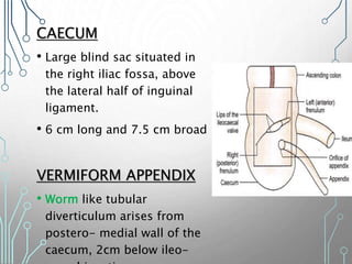 CAECUM
• Large blind sac situated in
the right iliac fossa, above
the lateral half of inguinal
ligament.
• 6 cm long and 7.5 cm broad
VERMIFORM APPENDIX
• Worm like tubular
diverticulum arises from
postero- medial wall of the
caecum, 2cm below ileo-
 