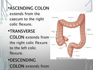 •ASCENDING COLON
extends from the
caecum to the right
colic flexure.
•TRANSVERSE
COLON extends from
the right colic flexure
to the left colic
flexure.
•DESCENDING
COLON extends from
 