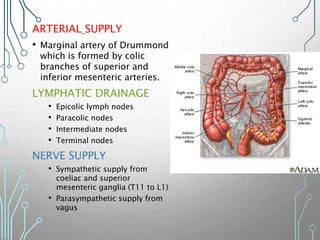 ARTERIAL SUPPLY
• Marginal artery of Drummond
which is formed by colic
branches of superior and
inferior mesenteric arteries.
LYMPHATIC DRAINAGE
• Epicolic lymph nodes
• Paracolic nodes
• Intermediate nodes
• Terminal nodes
NERVE SUPPLY
• Sympathetic supply from
coeliac and superior
mesenteric ganglia (T11 to L1)
• Parasympathetic supply from
vagus
 