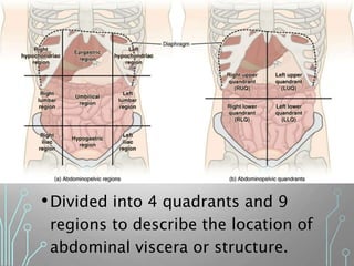 •Divided into 4 quadrants and 9
regions to describe the location of
abdominal viscera or structure.
 