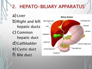 2. HEPATO-BILIARY APPARATUS
a) Liver
b)Right and left
hepatic ducts
c) Common
hepatic duct
d)Gallbladder
e)Cystic duct
f) Bile duct
 