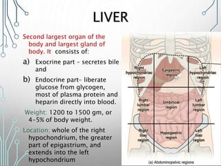 LIVER
Second largest organ of the
body and largest gland of
body. It consists of:
a) Exocrine part – secretes bile
and
b) Endocrine part– liberate
glucose from glycogen,
most of plasma protein and
heparin directly into blood.
Weight: 1200 to 1500 gm, or
4-5% of body weight.
Location: whole of the right
hypochondrium, the greater
part of epigastrium, and
extends into the left
hypochondrium
 