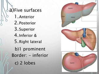 a)Five surfaces
1.Anterior
2.Posterior
3.Superior
4.Inferior &
5.Right lateral
b)1 prominent
Border: - inferior
c) 2 lobes
 