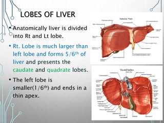 LOBES OF LIVER
• Anatomically liver is divided
into Rt and Lt lobe.
• Rt. Lobe is much larger than
left lobe and forms 5/6th of
liver and presents the
caudate and quadrate lobes.
• The left lobe is
smaller(1/6th) and ends in a
thin apex.
 