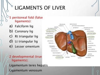 LIGAMENTS OF LIVER
5 peritoneal fold (false
ligaments):
a) Falciform lig
b) Coronary lig
c) Rt triangular lig
d) Lt triangular lig
e) Lesser omentum
2 developmental (true
ligaments);
Ligamentum teres hepatis
Ligamentum venosum
 