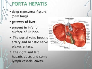 PORTA HEPATIS
• deep transverse fissure
(5cm long)
• gateway of liver
• present in inferior
surface of Rt lobe.
• The portal vein, hepatic
artery and hepatic nerve
plexus enters.
• The right and left
hepatic ducts and some
lymph vessels leaves.
 