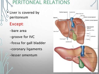 PERITONEAL RELATIONS
• Liver is covered by
peritoneum
Except:
-bare area
-groove for IVC
-fossa for gall bladder
-coronary ligaments
-lesser omentum
 
