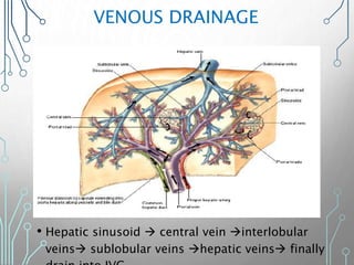 VENOUS DRAINAGE
• Hepatic sinusoid  central vein interlobular
veins sublobular veins hepatic veins finally
 