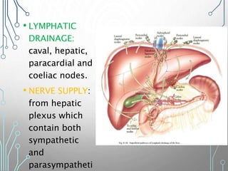 • LYMPHATIC
DRAINAGE:
caval, hepatic,
paracardial and
coeliac nodes.
• NERVE SUPPLY:
from hepatic
plexus which
contain both
sympathetic
and
parasympatheti
 