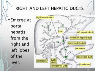 RIGHT AND LEFT HEPATIC DUCTS
•Emerge at
porta
hepatis
from the
right and
left lobes
of the
liver.
 