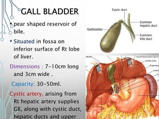 GALL BLADDER
• pear shaped reservoir of
bile.
• Situated in fossa on
inferior surface of Rt lobe
of liver.
Dimensions : 7-10cm long
and 3cm wide .
Capacity: 30-50ml.
Cystic artery, arising from
Rt hepatic artery supplies
GB, along with cystic duct,
hepatic ducts and upper
 