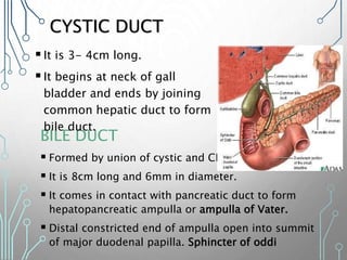 CYSTIC DUCT
BILE DUCT
 Formed by union of cystic and CHD
 It is 8cm long and 6mm in diameter.
 It comes in contact with pancreatic duct to form
hepatopancreatic ampulla or ampulla of Vater.
 Distal constricted end of ampulla open into summit
of major duodenal papilla. Sphincter of oddi
It is 3- 4cm long.
It begins at neck of gall
bladder and ends by joining
common hepatic duct to form
bile duct.
 