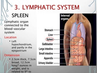 3. LYMPHATIC SYSTEM
Lymphatic organ
connected to the
blood vascular
system
Location
• Left
hypochondrium,
and partly in the
epigastrium
Dimension
• 2.5cm thick, 7.5cm
broad, 12.5cm
long7 ounces in
weight, and is
related to 9th to
SPLEEN
 