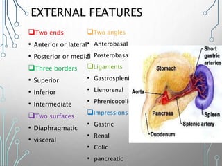EXTERNAL FEATURES
Two ends
• Anterior or lateral
• Posterior or medial
Three borders
• Superior
• Inferior
• Intermediate
Two surfaces
• Diaphragmatic
• visceral
Two angles
• Anterobasal
• Posterobasal
Ligaments
• Gastrosplenic
• Lienorenal
• Phrenicocolic
Impressions
• Gastric
• Renal
• Colic
• pancreatic
 