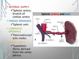 • ARTERIAL SUPPLY
Splenic artery,
branch of
coeliac artery
• VENOUS DRAINAGE
Splenic vein
• LYMPHATIC
DRAINAGE
Pancreaticospl
enic nodes
• NERVE SUPPLY
Sypathetic
fibres derived
from the celiac
plexus
 