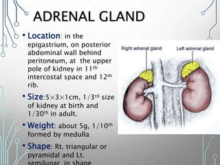 ADRENAL GLAND
• Location: in the
epigastrium, on posterior
abdominal wall behind
peritoneum, at the upper
pole of kidney in 11th
intercostal space and 12th
rib.
• Size:5×3×1cm, 1/3rd size
of kidney at birth and
1/30th in adult.
• Weight: about 5g, 1/10th
formed by medulla
• Shape: Rt. triangular or
pyramidal and Lt.
 